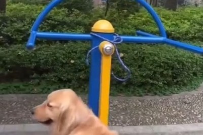 Dog Swinging - Pure Joy in Motion!