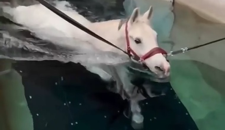 Equine Aquatics Extravaganza - Watch a Hilarious Horse Dive into the Deep Blue!