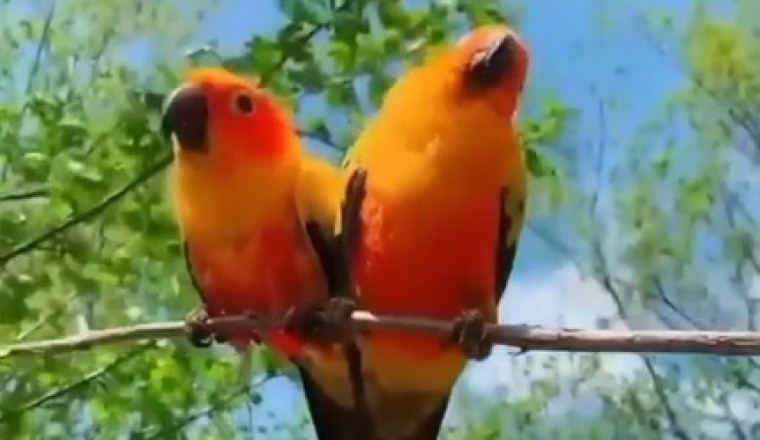 Feathered Follies - Beautiful Birds Caught in Hilarious Hijinks!