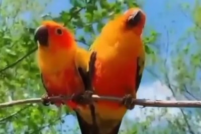 Feathered Follies - Beautiful Birds Caught in Hilarious Hijinks!