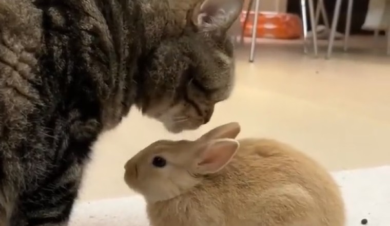 Feline and Floppy-Eared Fun - The Cat and Rabbit Comedy Show!