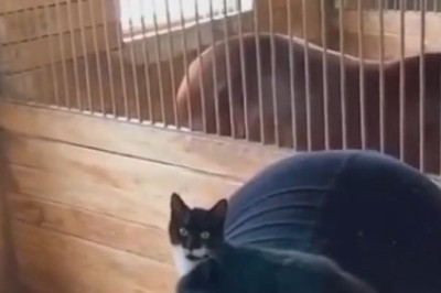 Feline Frenzy - When a Cat Meets a Horse in the Ultimate Stable Showdown!