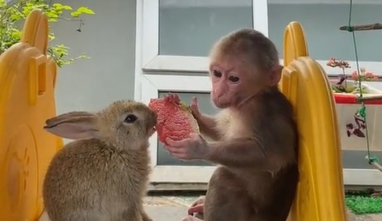 Monkey Shares Watermelon with Rabbit!