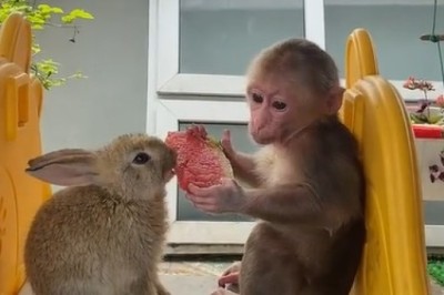 Monkey Shares Watermelon with Rabbit!