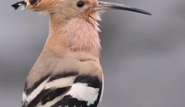 The Hoopoe's Melodic Mischief - You won't believe your ears!