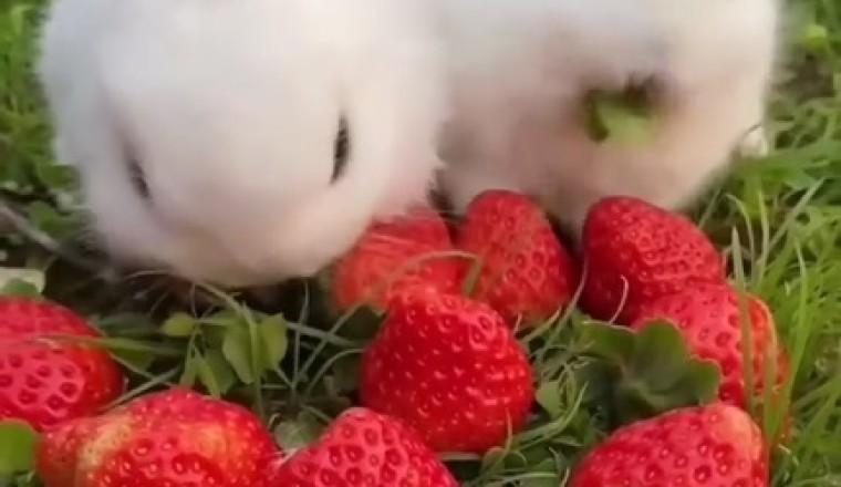 The Unlikely Friendship Between Tiny Rabbits and a Petite Pooch - A Heartwarming Tail of Cuteness!