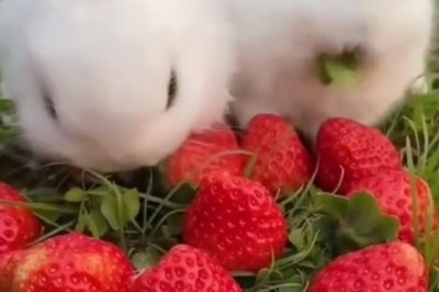 The Unlikely Friendship Between Tiny Rabbits and a Petite Pooch - A Heartwarming Tail of Cuteness!