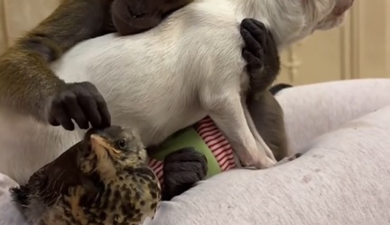 The Unlikely Trio - Monkey, Dog, and Bird Hilarious Hijinks!