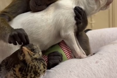The Unlikely Trio - Monkey, Dog, and Bird Hilarious Hijinks!