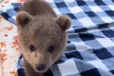 Tiny Bears Take Over Home!