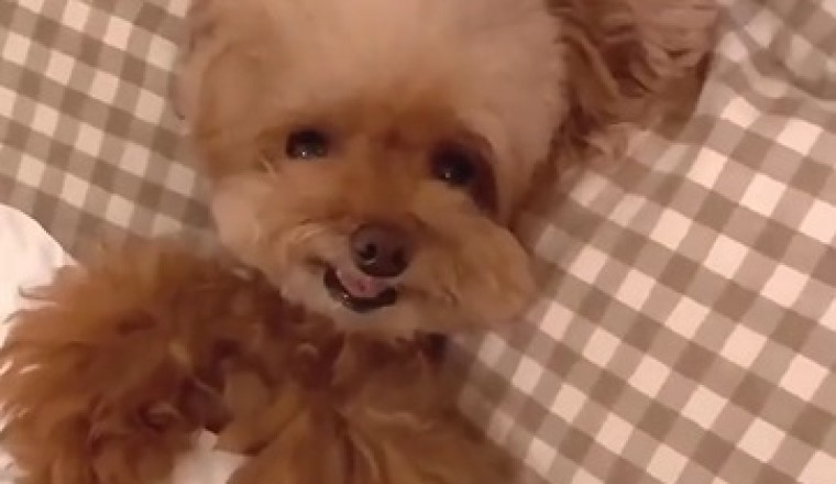 Viral Funny Video: Dog Taking Bath Alone