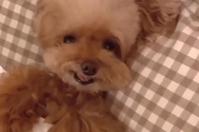 Viral Funny Video: Dog Taking Bath Alone