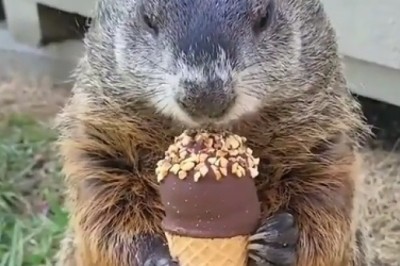 Viral Funny Video: Squirrel's Ice Choco Adventure