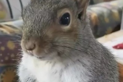 Viral Funny Video: Squirrel Who Understands Words
