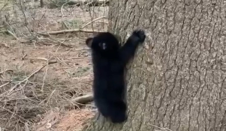 Adorable Little Bear Conquers the Tree!