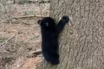 Adorable Little Bear Conquers the Tree!