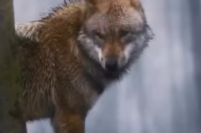 Howling Hilarity: Wolves in a Sing-Along!