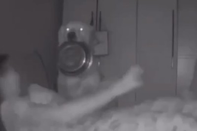 Hungry Pup Alarm: Dog Wakes Up Owner for Breakfast!