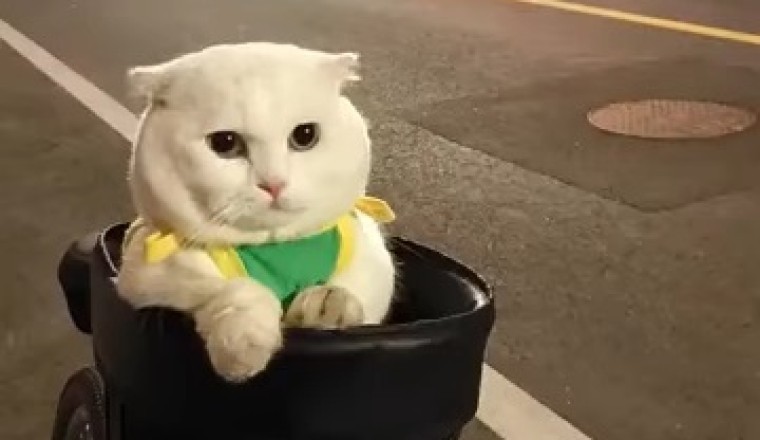 Seriously?! A Cat on a Bike?!