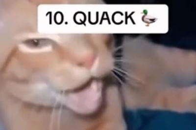 Side-Splitting Cat Comedy: Funniest Cats Ever!