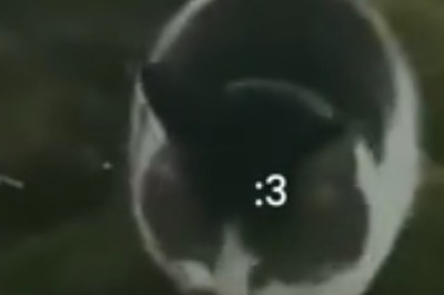 Super Cat Saves the Day: A Feline Hero Emerges!