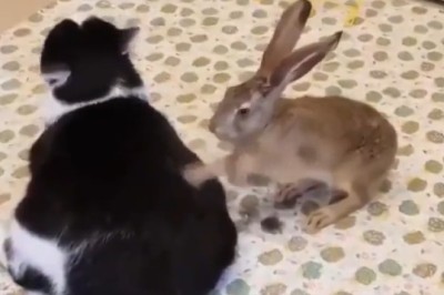 Viral Sensation: Rabbit Treats Cat's Back Pain!