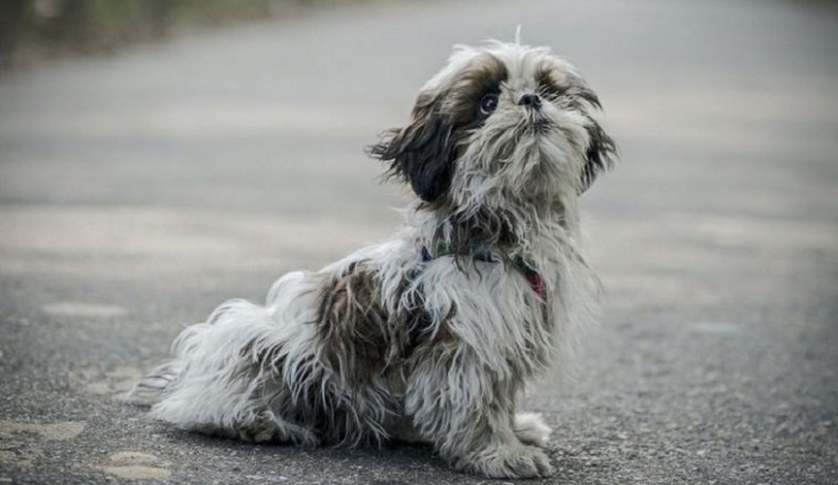 Defying the Odds: Woman Fights Back When Vets Advise Euthanasia for Her Paralyzed Dog