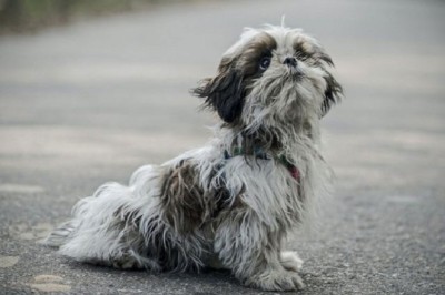 Defying the Odds: Woman Fights Back When Vets Advise Euthanasia for Her Paralyzed Dog