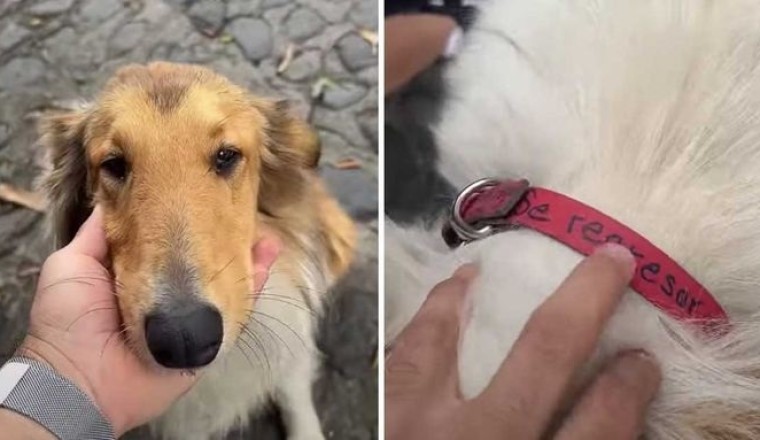 Lost Puppy Found with Surprising Message on Collar: "Don't Steal Me, I Know How to Get Home