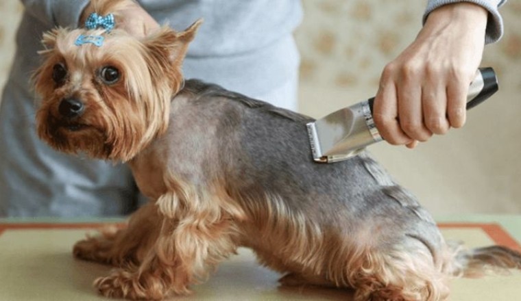 Top 5 Dog Clippers That Every Pet Owner Must Know About!