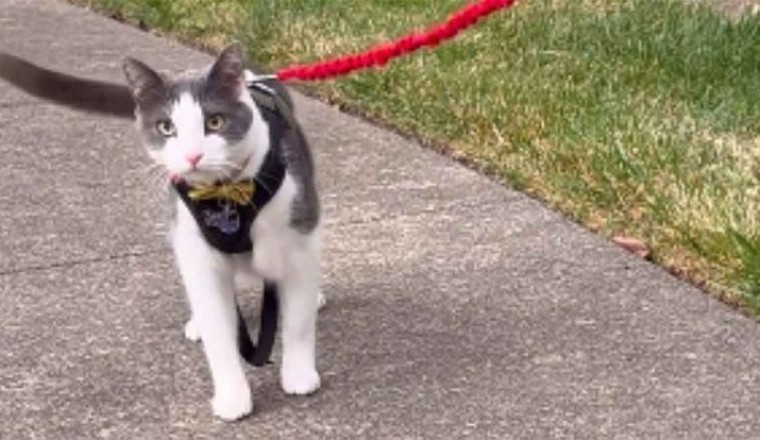 Unforgettable Reunion: Man Brings Cat Back to Where He Found It 5 Years Ago and Gets Astonishing Reaction