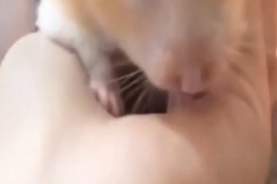 Adorable Hamster Munching Time
