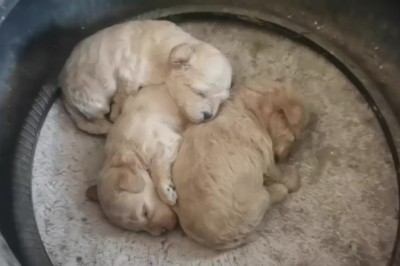 Adorable Puppies Melt Hearts with Their Cuteness