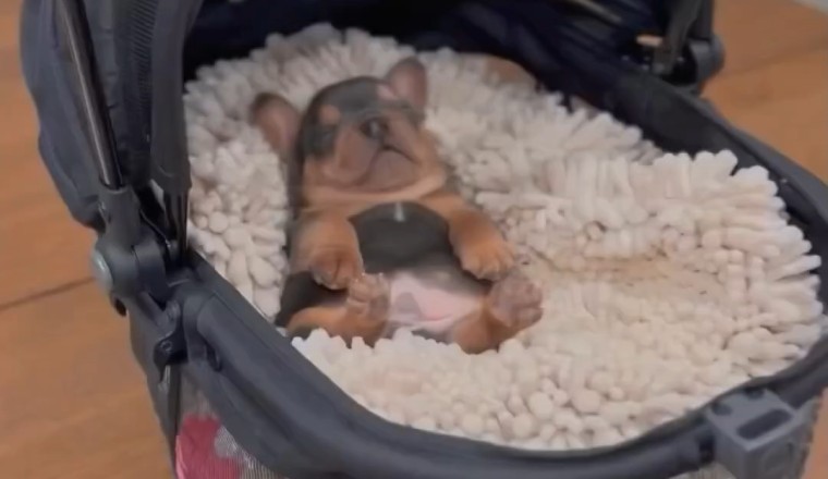 Adorable Puppy Cuteness Overload!