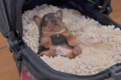 Adorable Puppy Cuteness Overload!