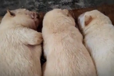 Adorable Puppy Steals Hearts with Its Charming Looks