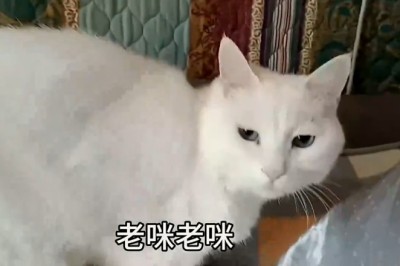 Cat's Incredible Stunts Leave Everyone in Awe