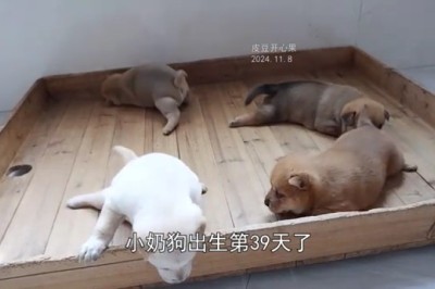 Charming Puppies Capture Hearts with Their Adorable Cuteness