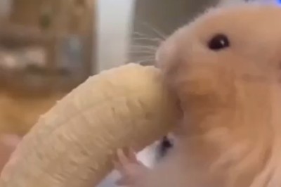 Hamster Enjoys Banana Feast - Adorable Eating Moment!