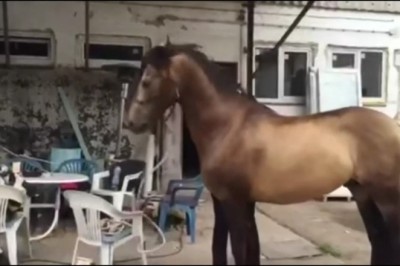 Harmonious Moments with a Musical Horse