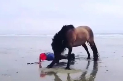 Majestic Sport Horse in Action