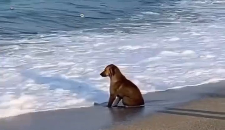 Zen Pup on the Shore: The Most Relaxed Dog You’ve Ever Seen